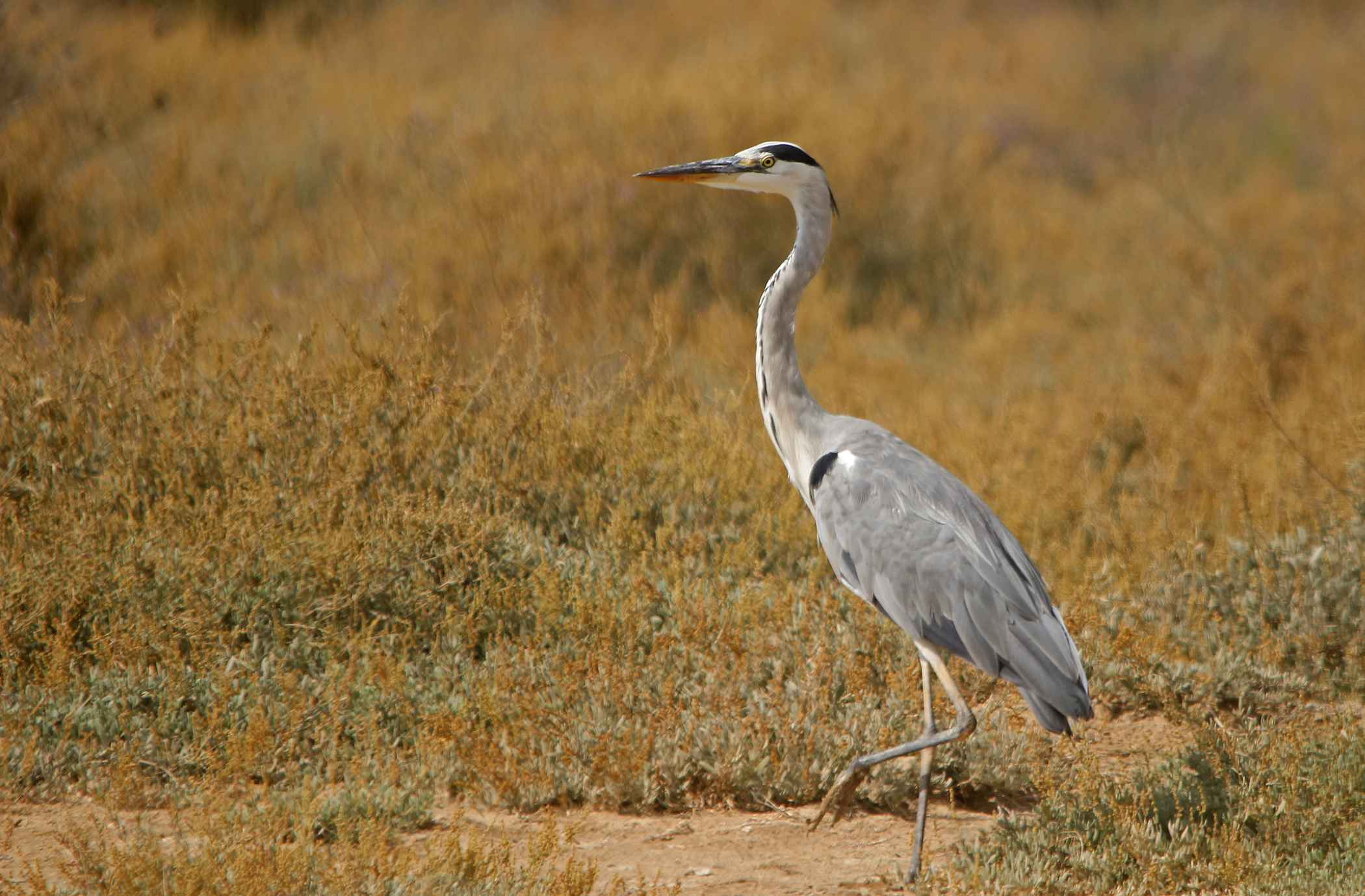 Gray Heron
